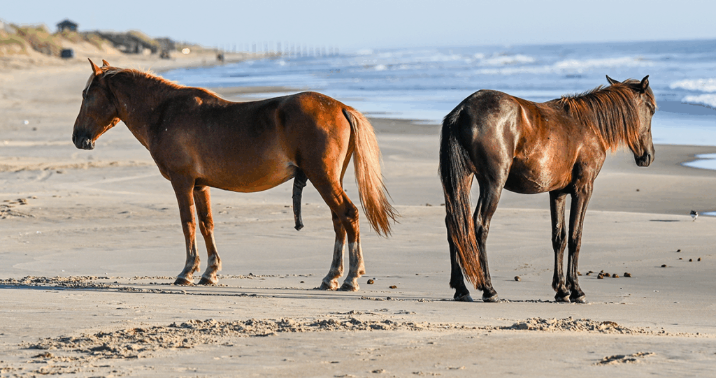 This horse does not need UroFill.